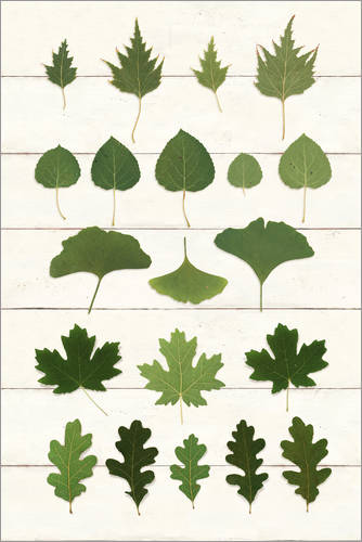 Leaf Chart