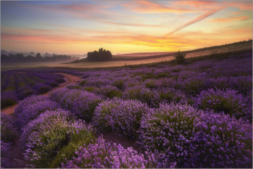 Poster Lavender field in the morning