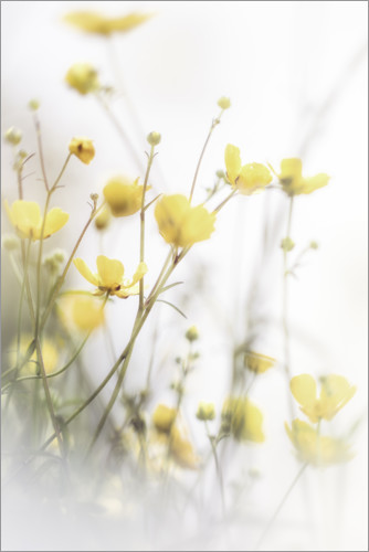 Poster Delicate buttercups