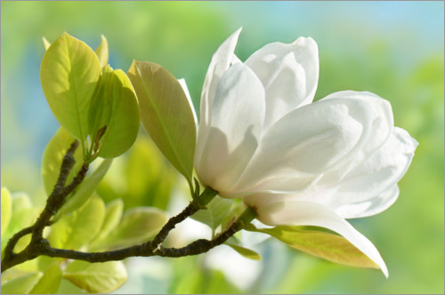 Poster Magnolias bloom