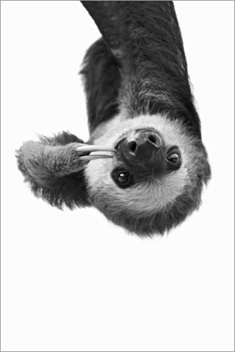 Poster Hang Out - Sloth
