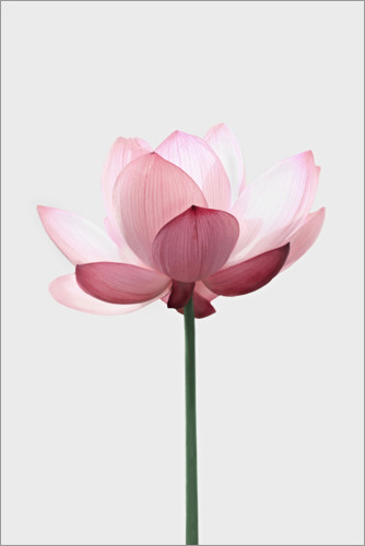 Poster Lotus flower