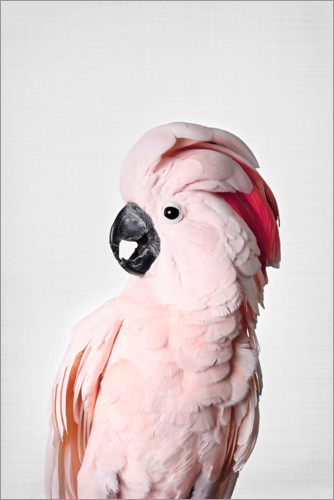 Poster Pink parrot