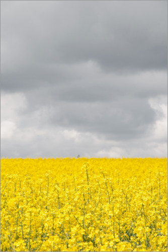 Poster Yellow rape field under gray clouds