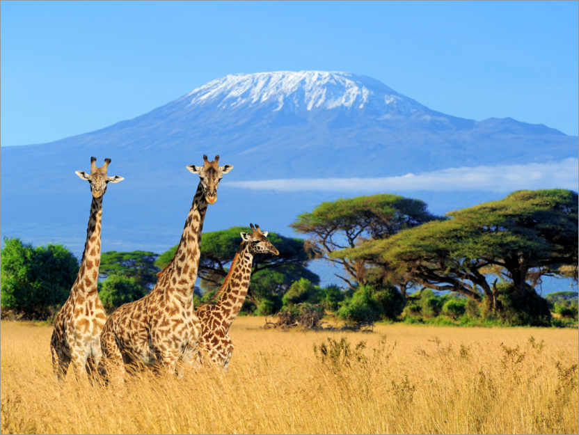 Poster Three giraffes, Kilimanjaro