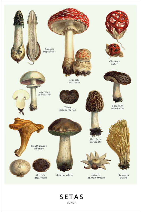 Poster Mushrooms (Spanish)
