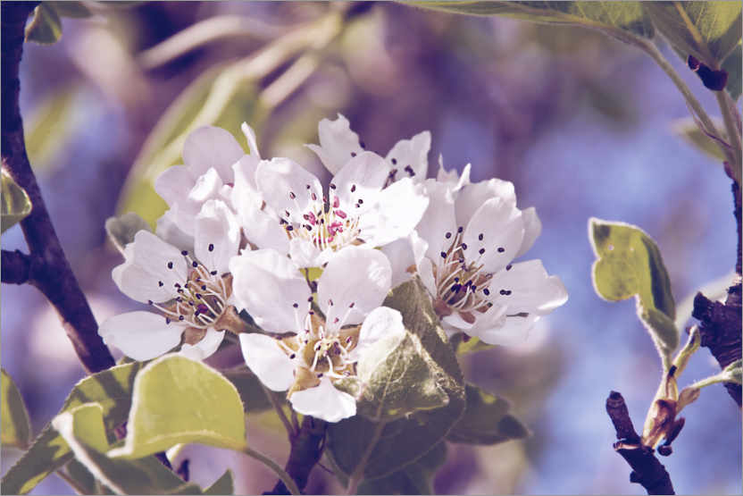 Poster Apple blossom