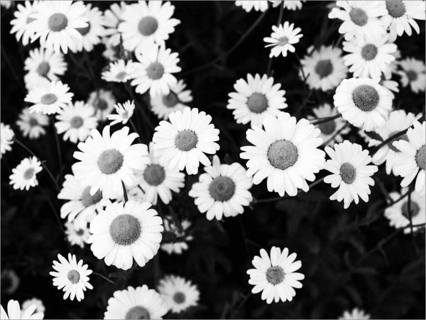 Poster Daisies