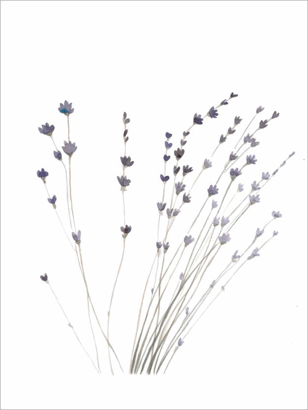 Poster Lavender
