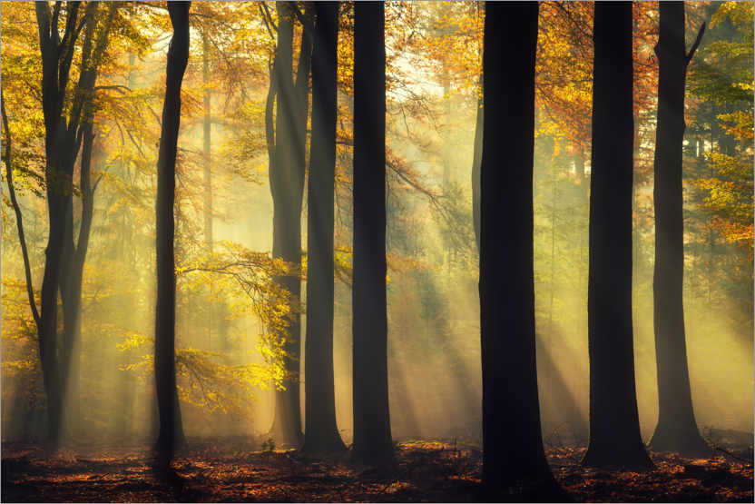 Poster Forest in a golden glow