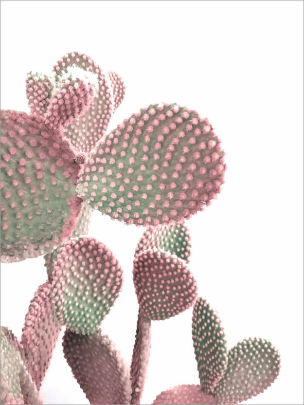 Poster Pink Cactus on White