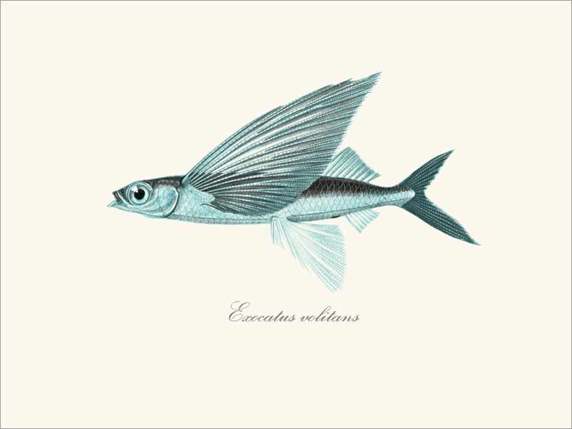 Poster Flying fish