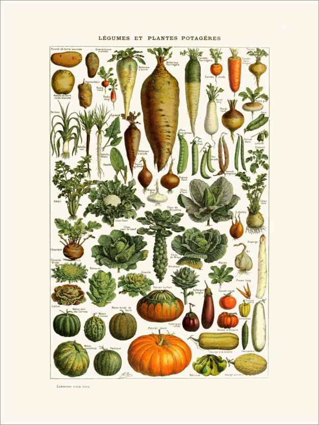 Poster Antique Vegetable Plate in French
