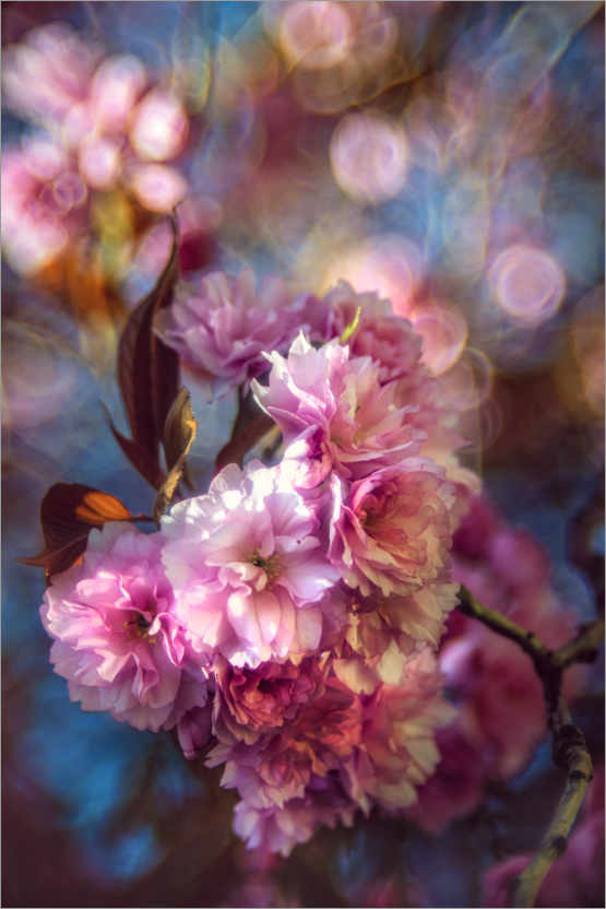 Poster Japanese cherry blossom