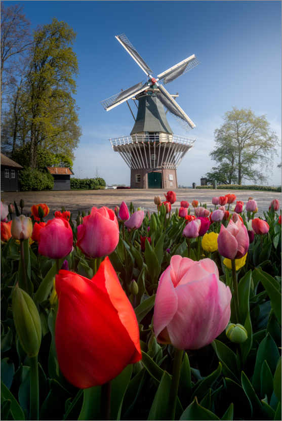 Poster Mill in the Keukenhof tulip paradise