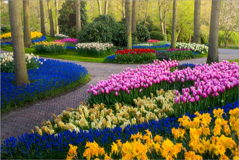 Poster Magnificent Keukenhof tulips