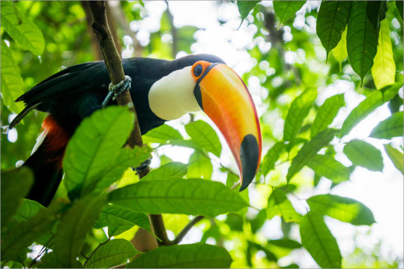 Poster Toucan in the amazona rainforest