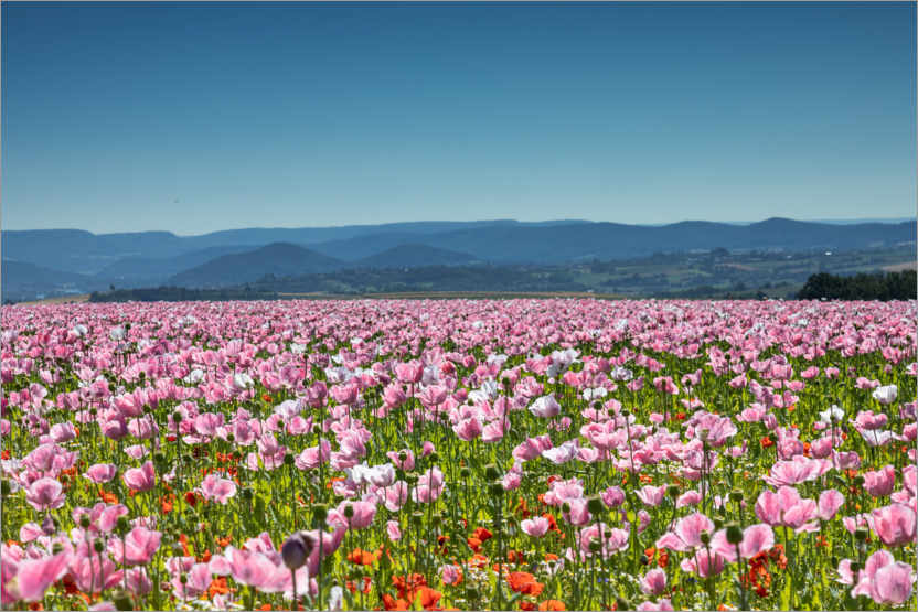 Poster Opium poppy blossom in Hessen, Germany