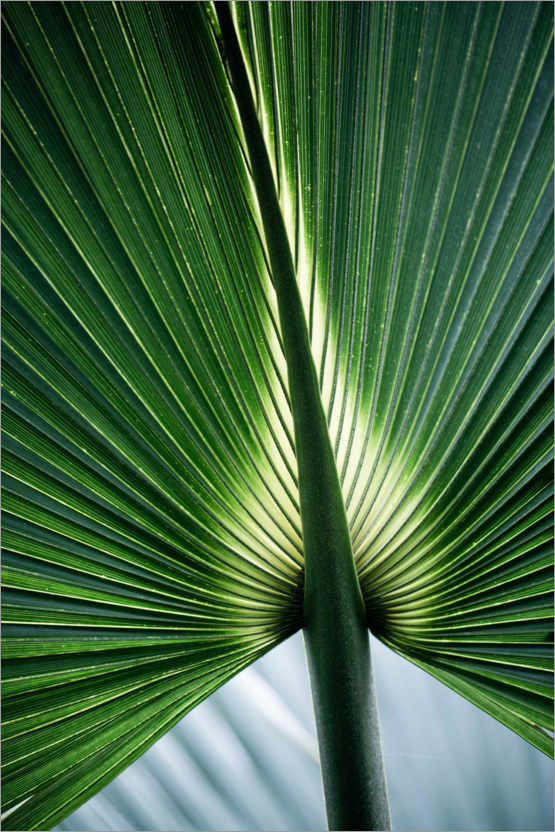 Poster Palm fan