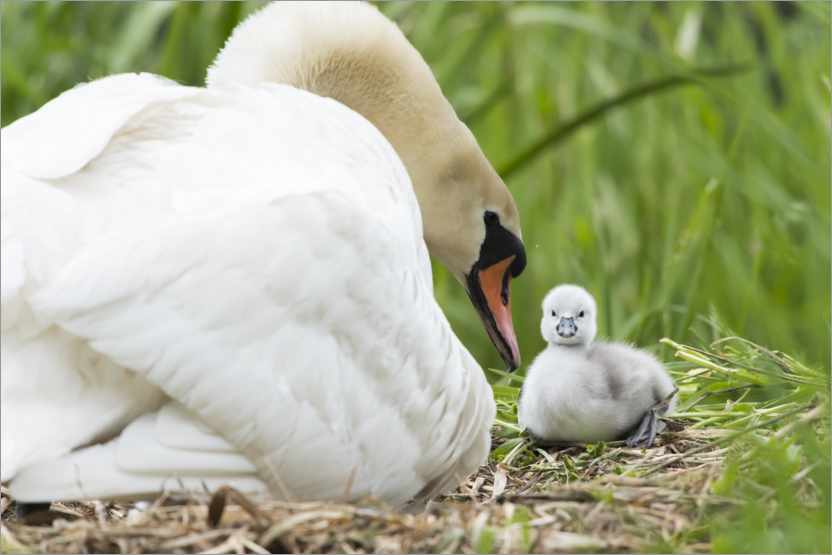 Poster Mute swan with chicks