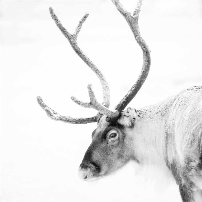 Poster Reindeer in the Arctic