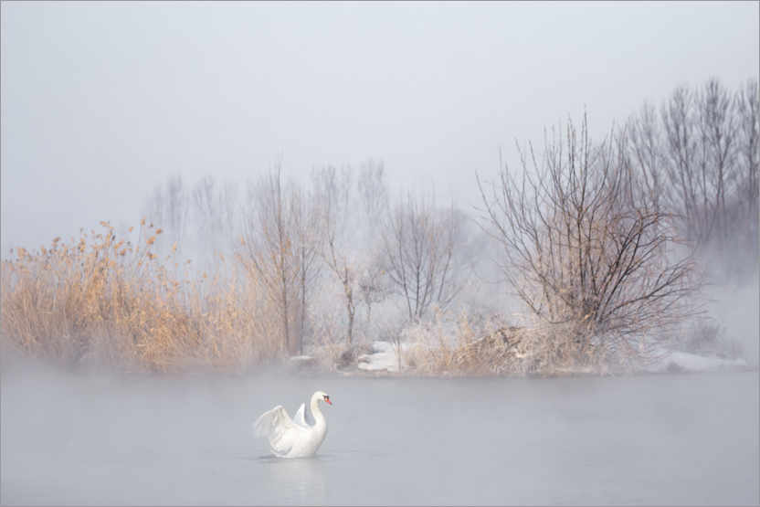 Poster Swan in the fog