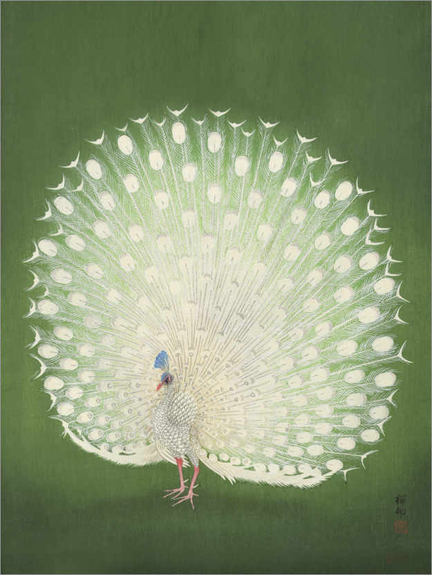 Poster White peacock