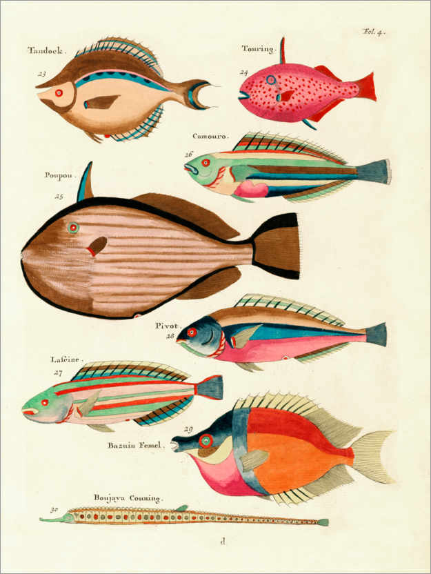 Poster Fishes - Vintage Plate 27