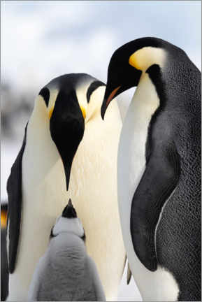 Poster  Penguin with cub - P. Marazzi