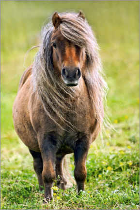 Poster Shetland Pony