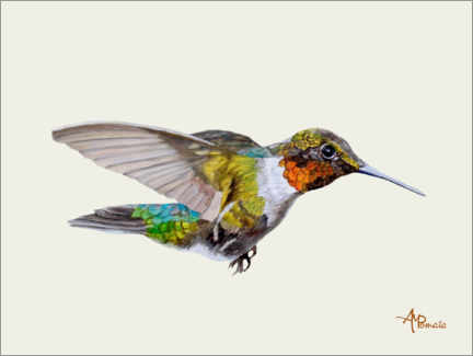 Foam board print  Colorful hummingbird - Ángeles M. Pomata