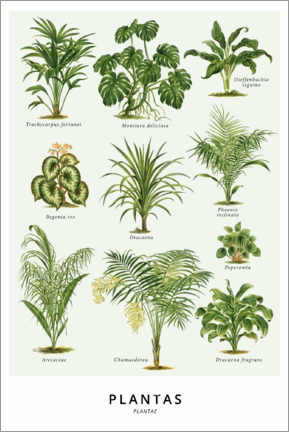Poster Foliage plants (Spanish)