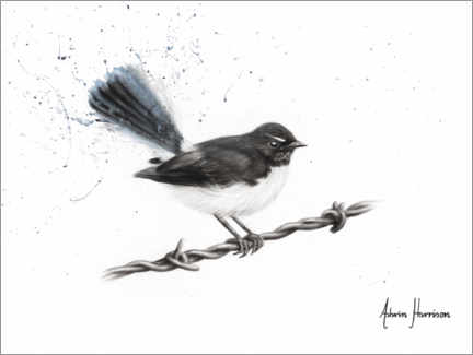 Poster Centenary Willy Wagtail