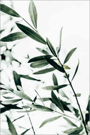 Wall sticker  Olive Branch - Mareike Böhmer
