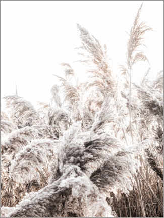 Canvas print  Grasses I - Magda Izzard