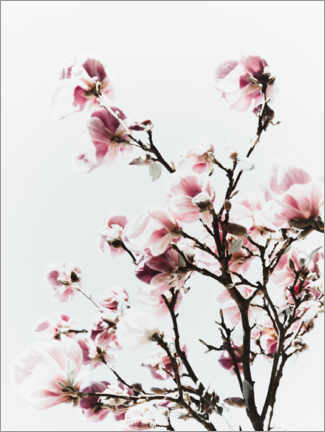 Acrylic print  Pink magnolia - Magda Izzard