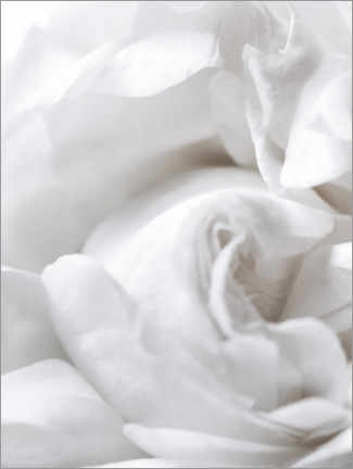 Poster White rose
