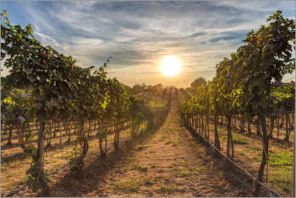 Wall sticker  Sunset in a Vineyard - Mike Centioli