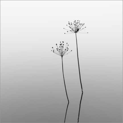 Poster Melancholy - flowers in the water