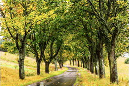 Poster Avenue of trees - Masuria