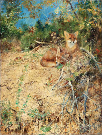 Canvas print  Fox - Bruno Andreas Liljefors