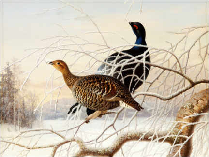 Poster Wood Grouse Couple