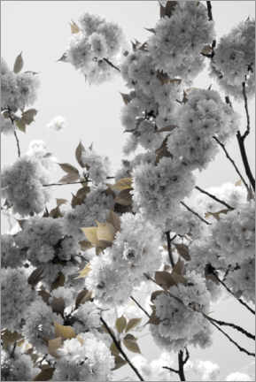 Poster White spring blossoms