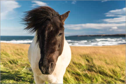 Wall sticker  Icelandic horse with a windy mane by the sea - Marcel Gross