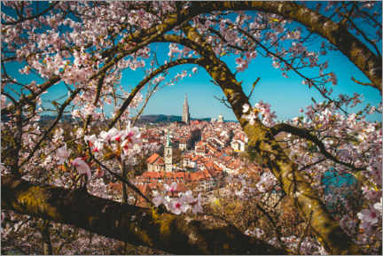 Wall sticker  Old town of Bern framed behind a cherry tree - Marcel Gross