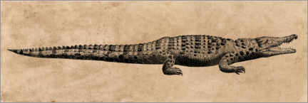 Poster The crocodile
