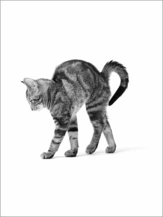Poster Cat hump
