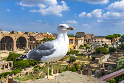 Poster Seagull at the Roman Forum, Rome