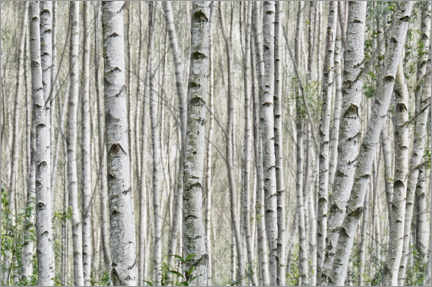Poster Birch forest (detail)