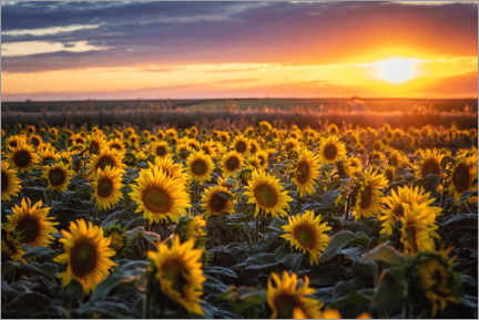 Poster Sunflower field